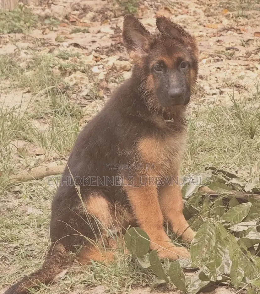 1-3 months Male Purebred German Shepherd