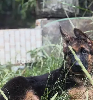 1-3 months Female Purebred German Shepherd