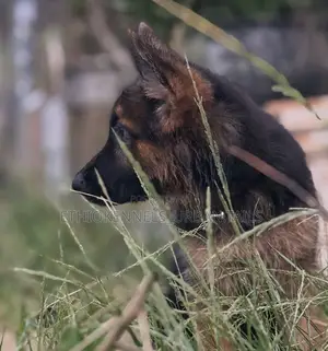 1-3 months Female Purebred German Shepherd