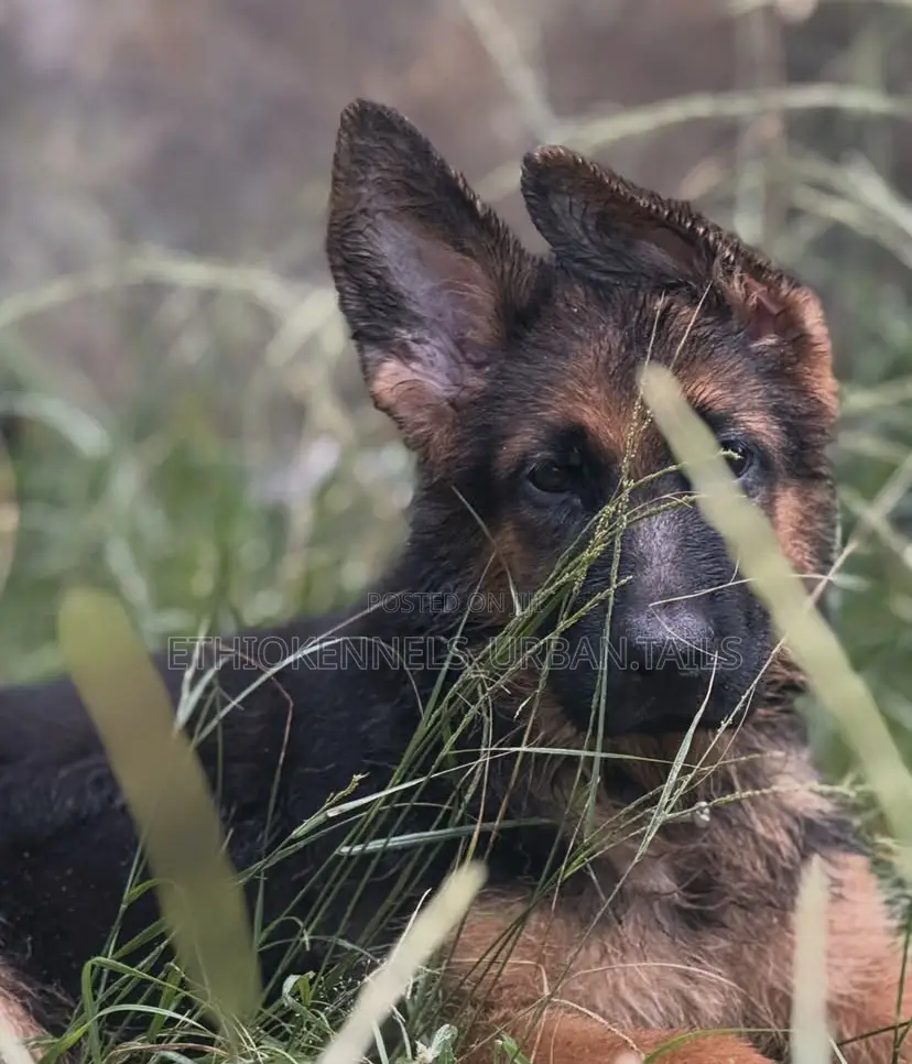 1-3 months Female Purebred German Shepherd