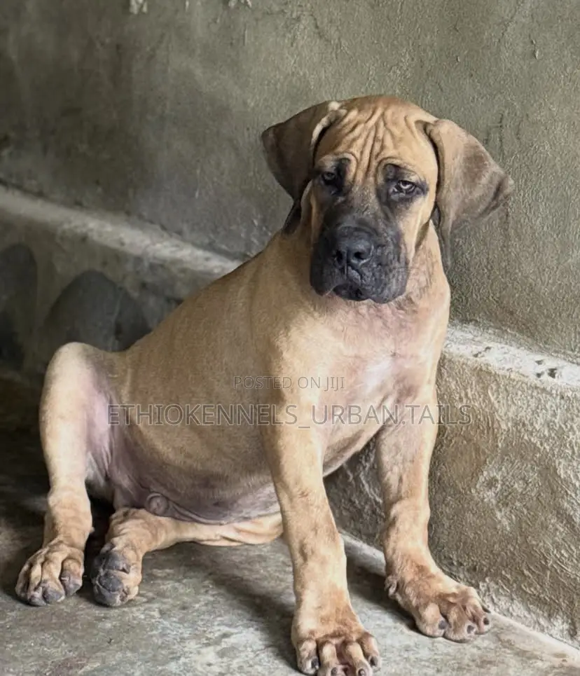 1-3 months Male Purebred Boerboel