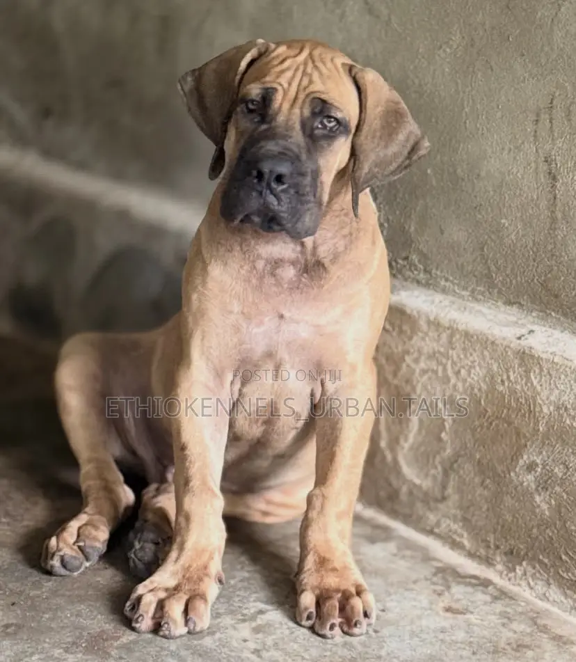 1-3 months Male Purebred Boerboel