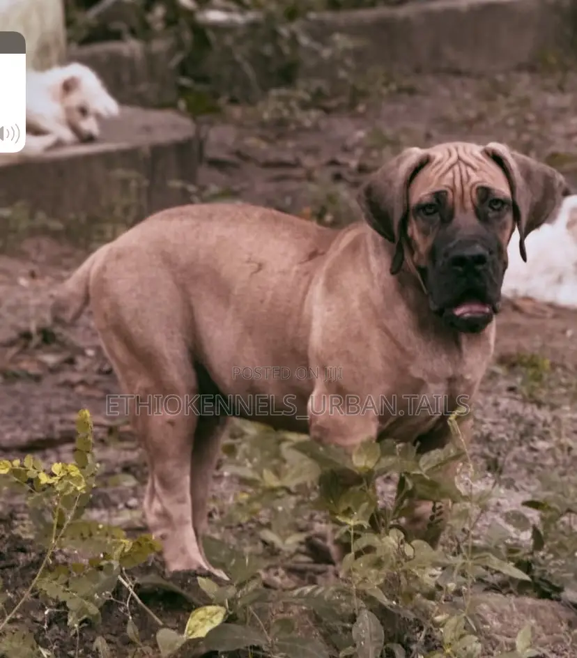 1-3 months Male Purebred Boerboel