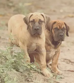 1-3 months Male Purebred Boerboel