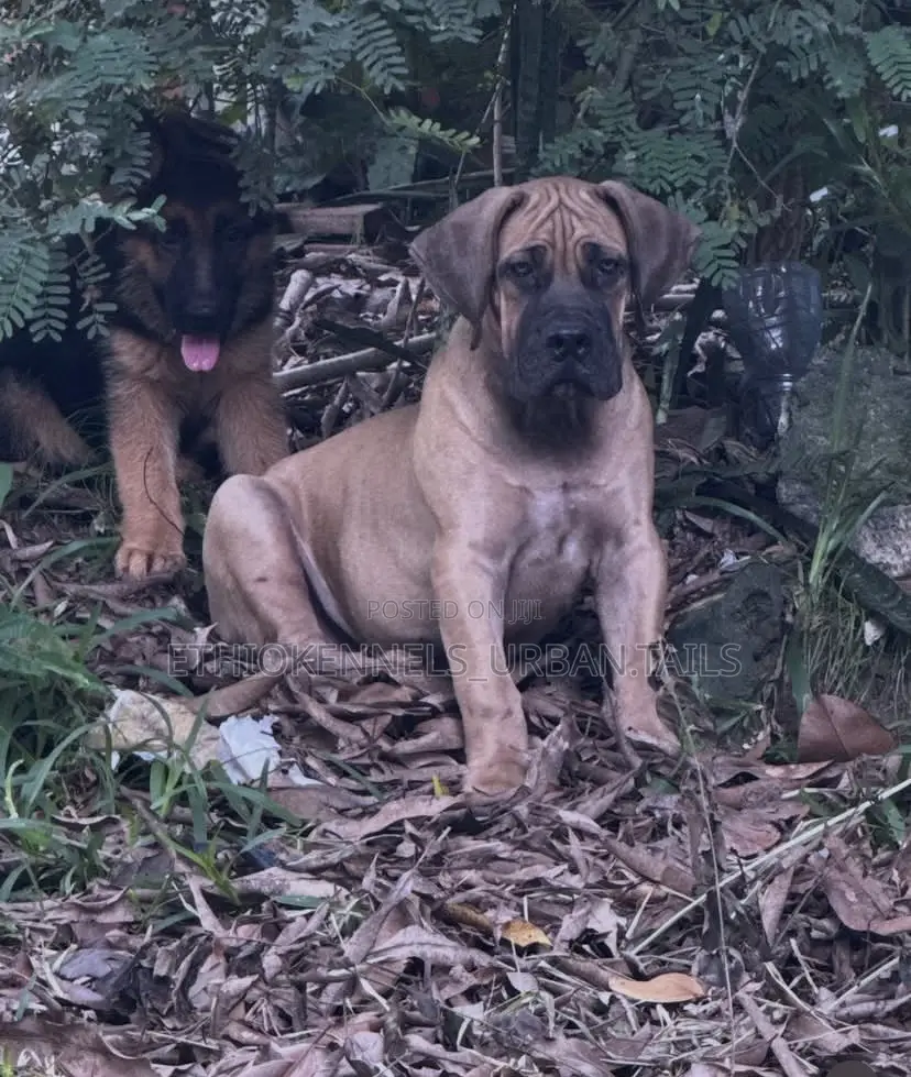 1-3 months Male Purebred Boerboel