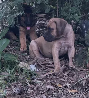 1-3 months Male Purebred Boerboel