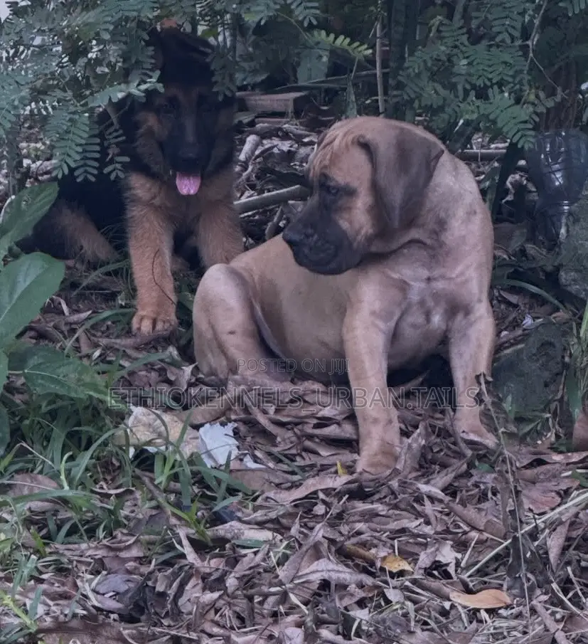 1-3 months Male Purebred Boerboel