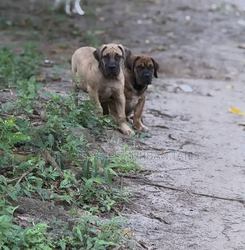 1-3 months Male Purebred Boerboel
