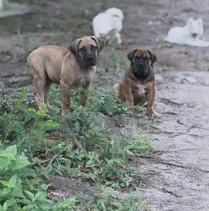 1-3 months Male Purebred Boerboel
