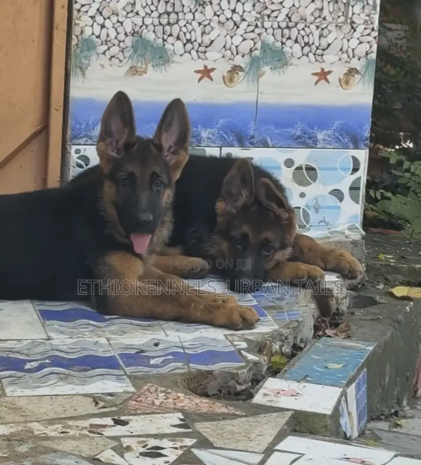 1-3 months Male Purebred German Shepherd