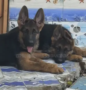 1-3 months Male Purebred German Shepherd