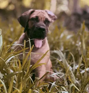 1-3 months Male Purebred Boerboel