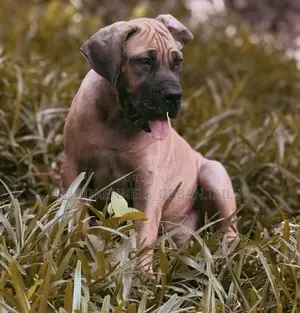 1-3 months Male Purebred Boerboel