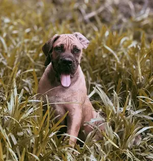 1-3 months Male Purebred Boerboel