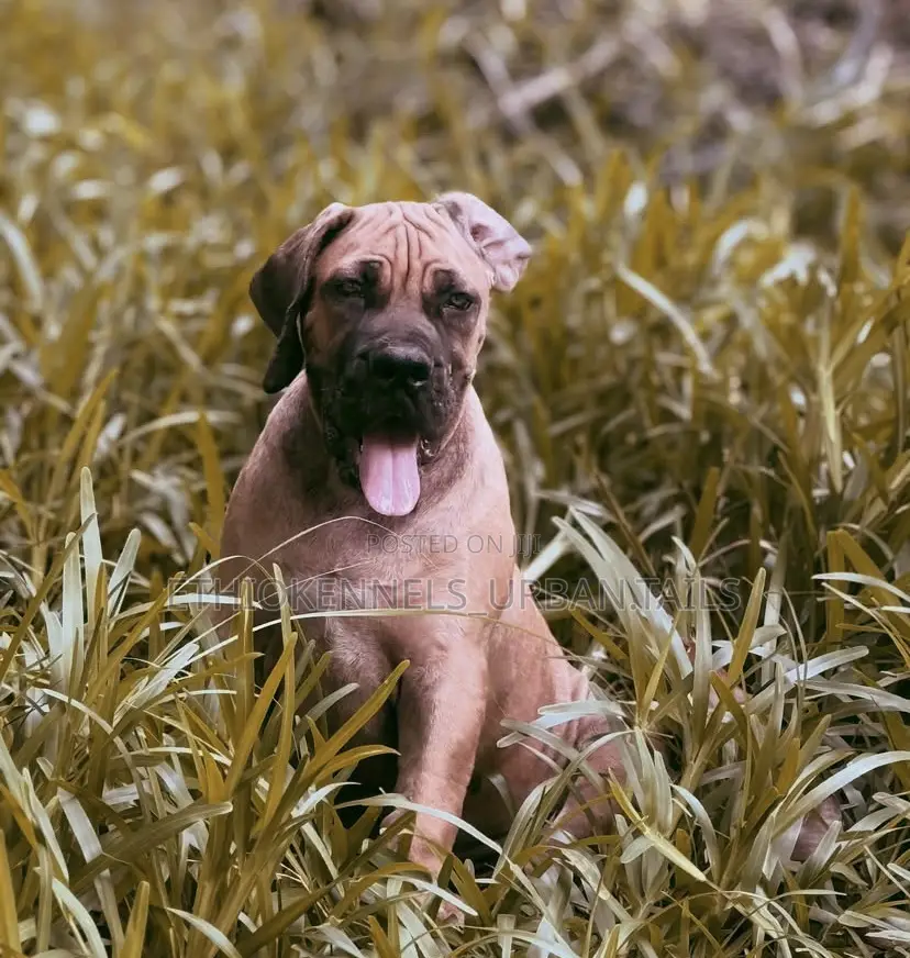 1-3 months Male Purebred Boerboel