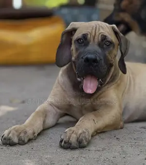 1-3 months Male Purebred Boerboel