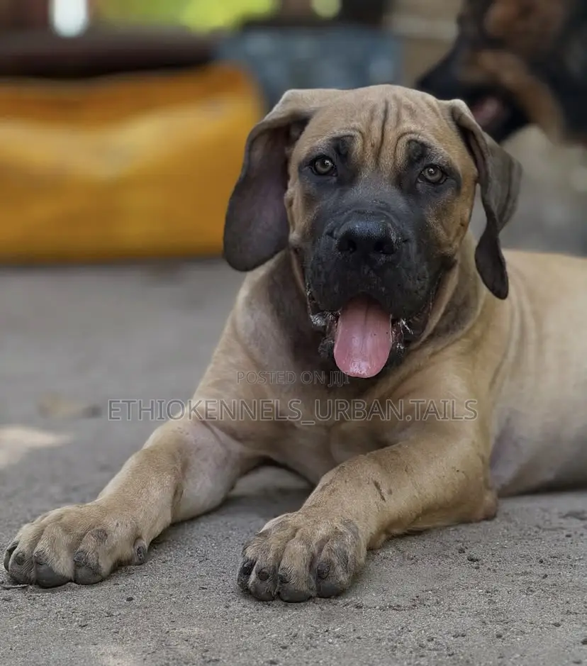 1-3 months Male Purebred Boerboel