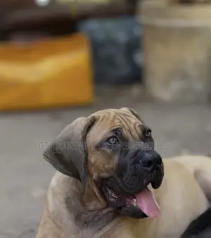 1-3 months Male Purebred Boerboel