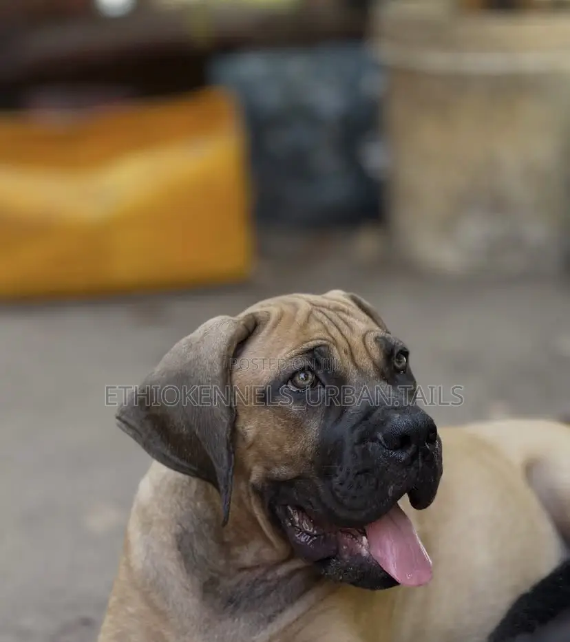 1-3 months Male Purebred Boerboel