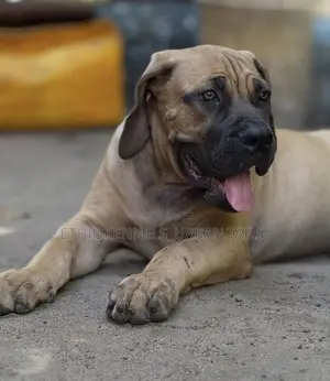 1-3 months Male Purebred Boerboel