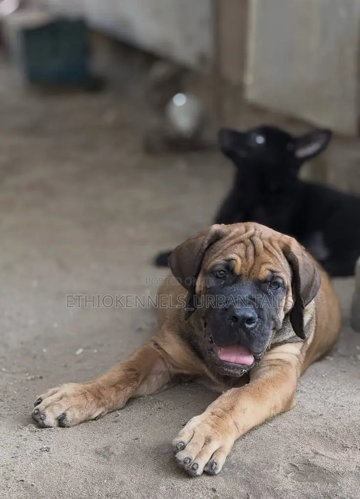 1-3 months Male Purebred Boerboel