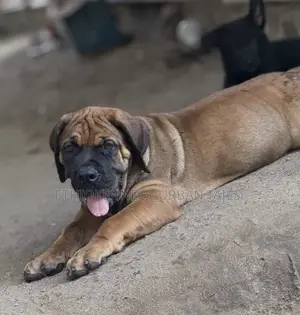 1-3 months Male Purebred Boerboel
