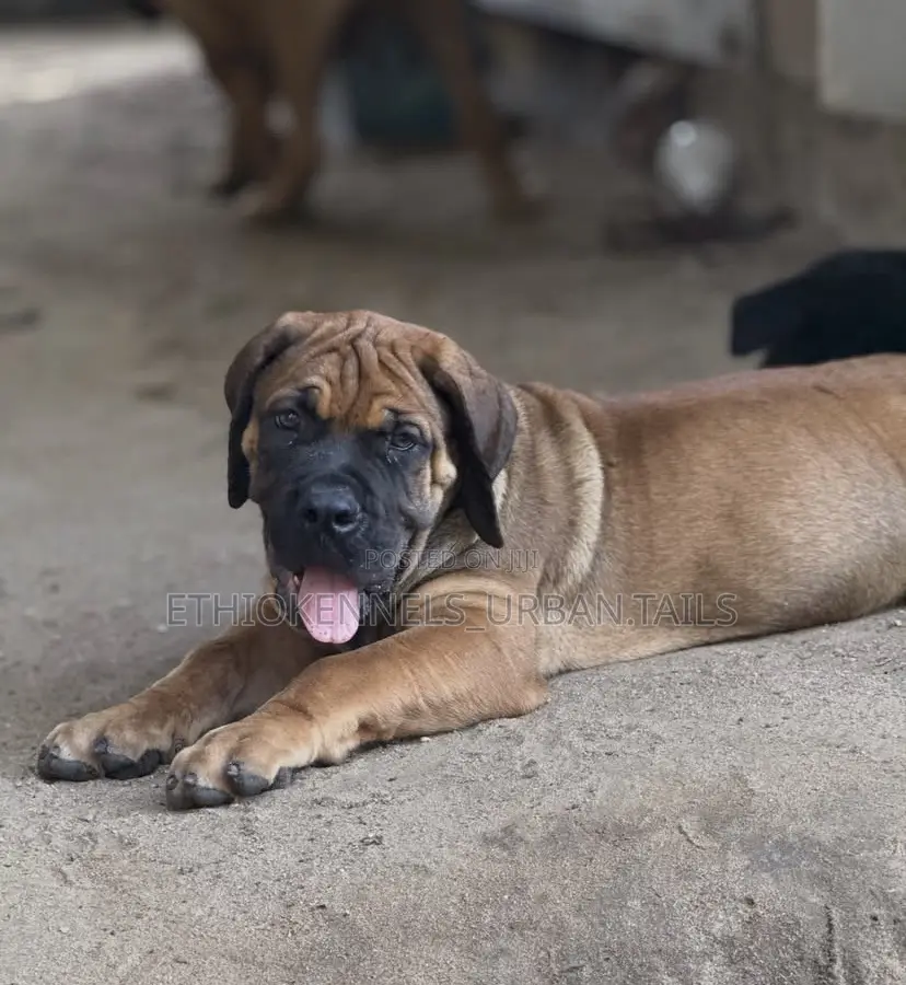 1-3 months Male Purebred Boerboel