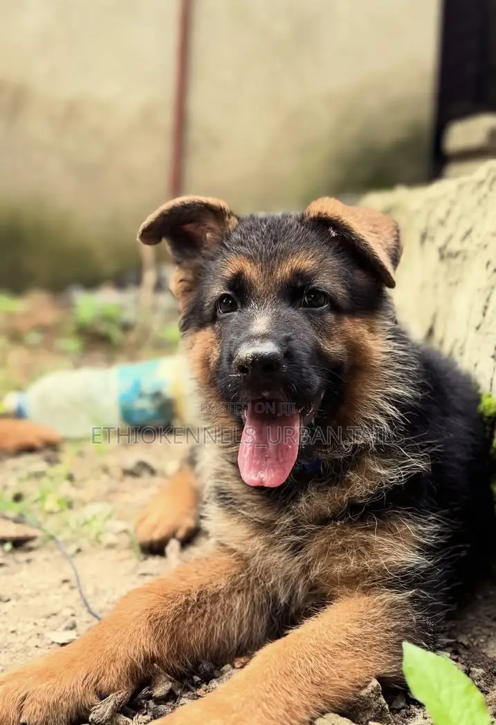 1-3 months Female Purebred German Shepherd