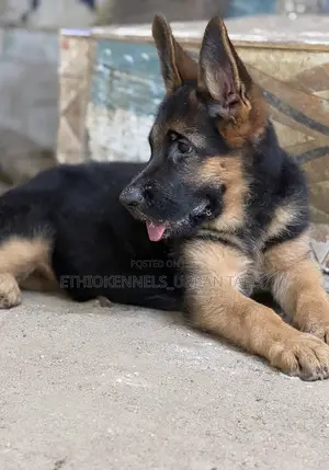 1-3 months Female Purebred German Shepherd