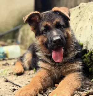 1-3 months Female Purebred German Shepherd