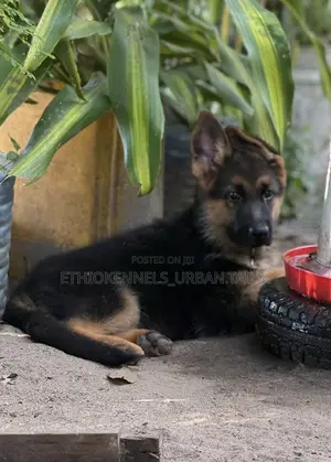 1-3 months Male Purebred German Shepherd