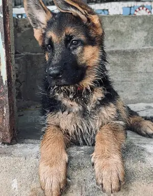 1-3 months Male Purebred German Shepherd