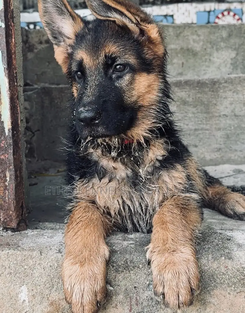 1-3 months Male Purebred German Shepherd