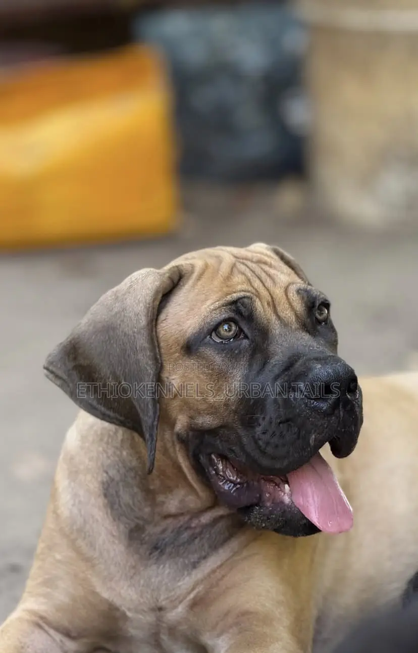 1-3 months Male Purebred Boerboel