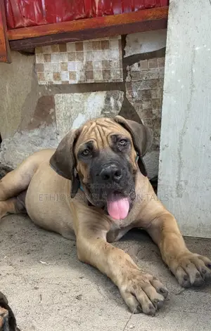 1-3 months Male Purebred Boerboel