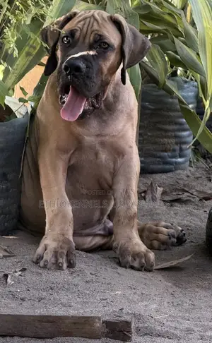 1-3 months Male Purebred Boerboel