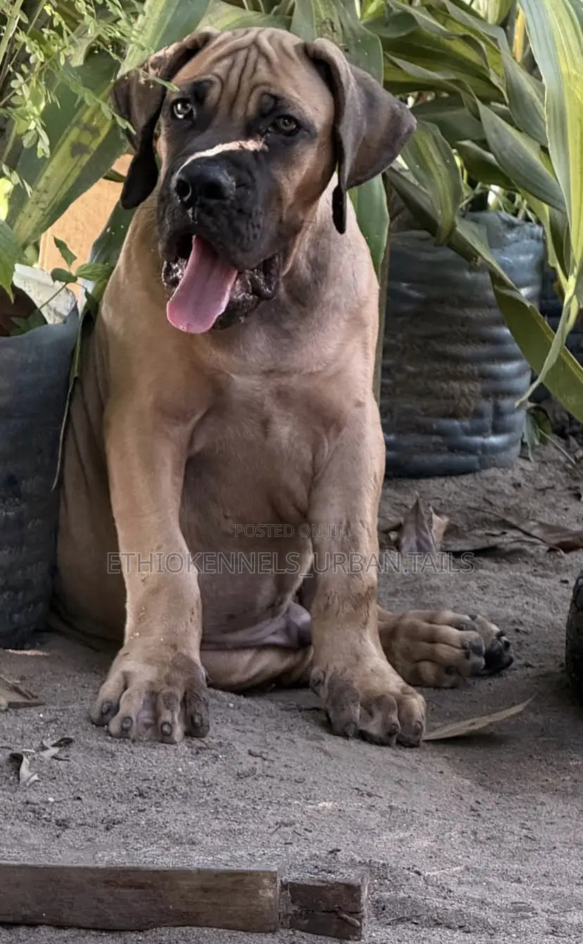 1-3 months Male Purebred Boerboel