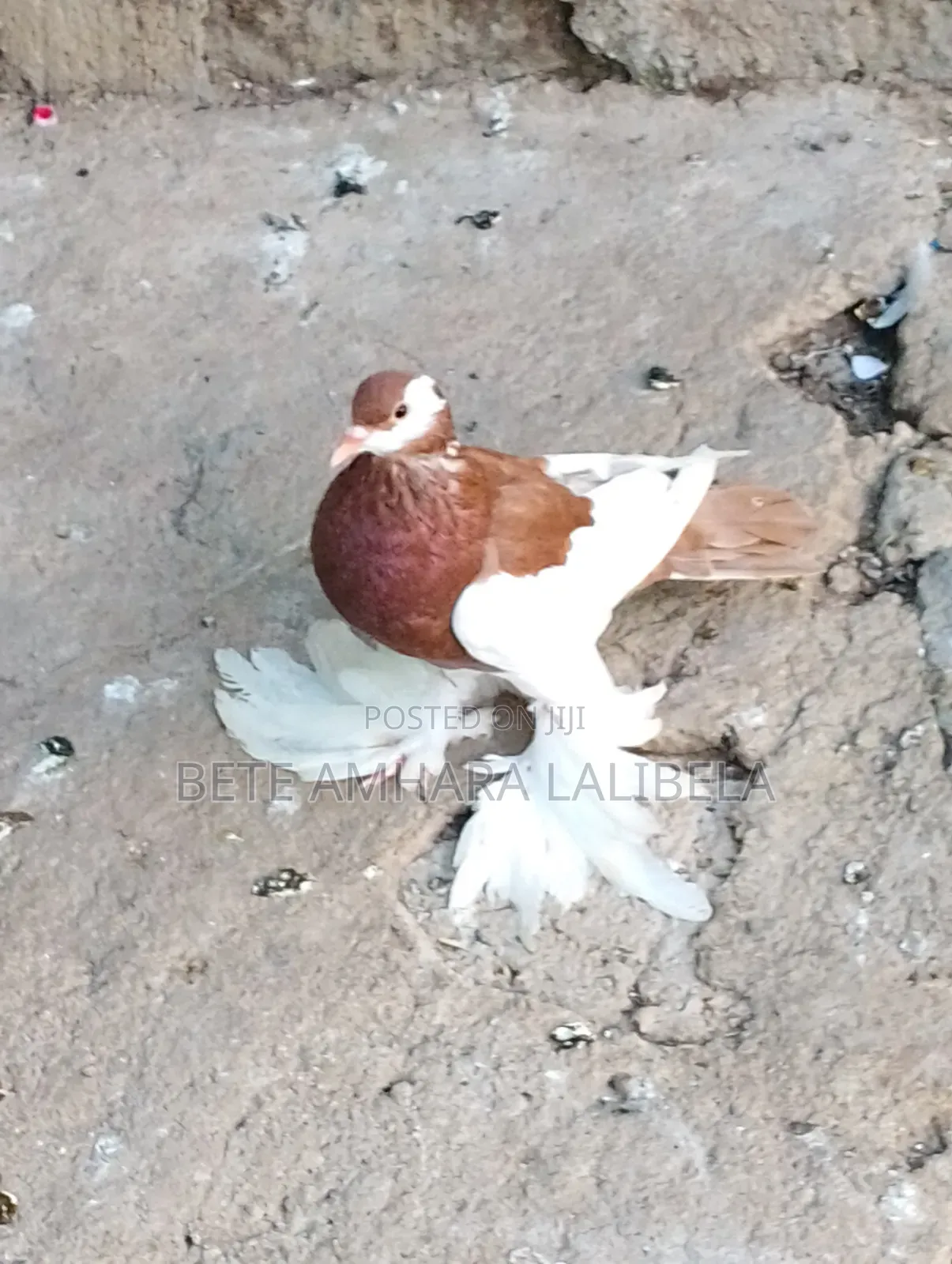 ሴት ሪቨርስዊንግ ፖተር