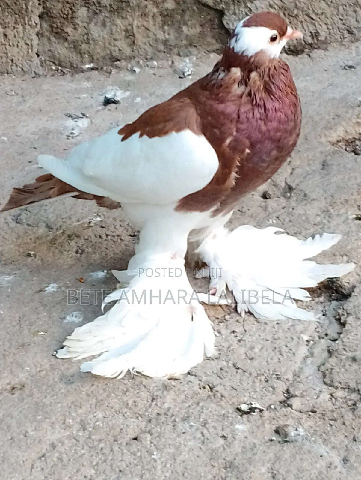 ሴት ሪቨርስዊንግ ፖተር