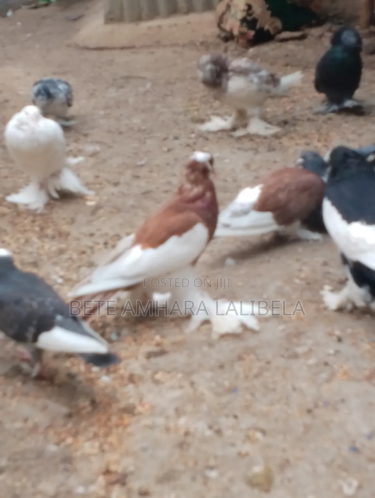 ሴት ሪቨርስዊንግ ፖተር