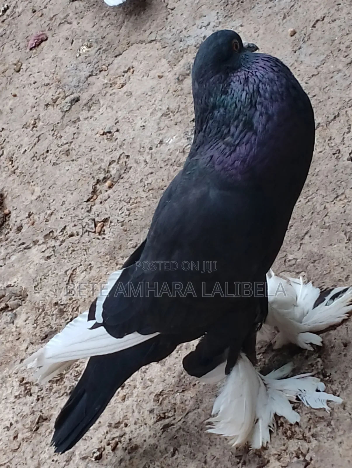 ሴት ደፈና ፖሜሪያን ፖተር