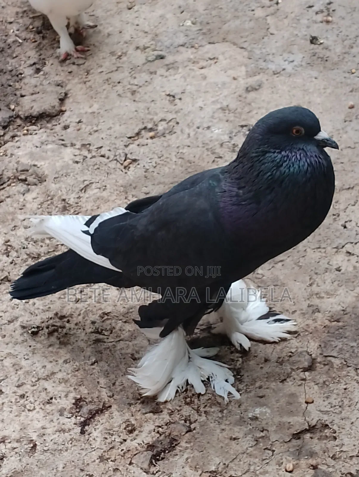 ሴት ደፈና ፖሜሪያን ፖተር