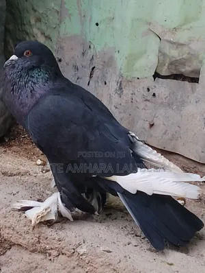 ሴት ደፈና ፖሜሪያን ፖተር