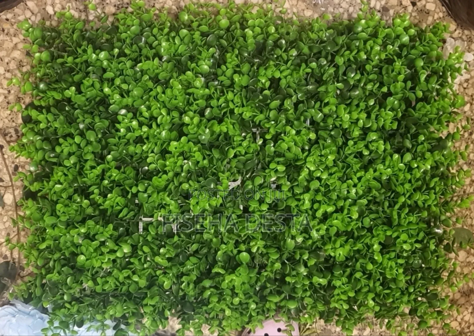 60x40 Greenery
