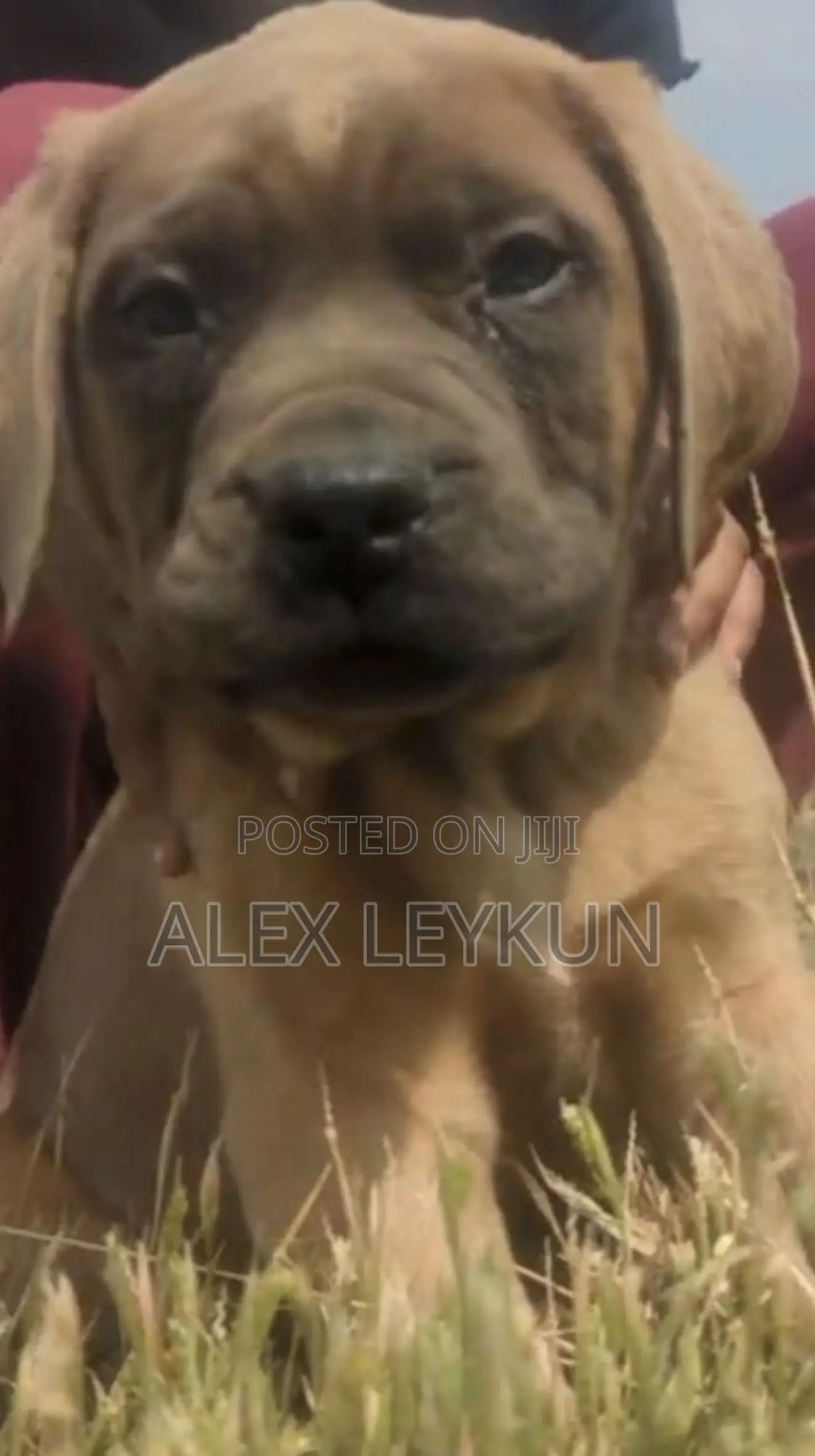 1-3 months Male Purebred Dog