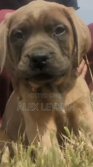 1-3 months Male Purebred Dog