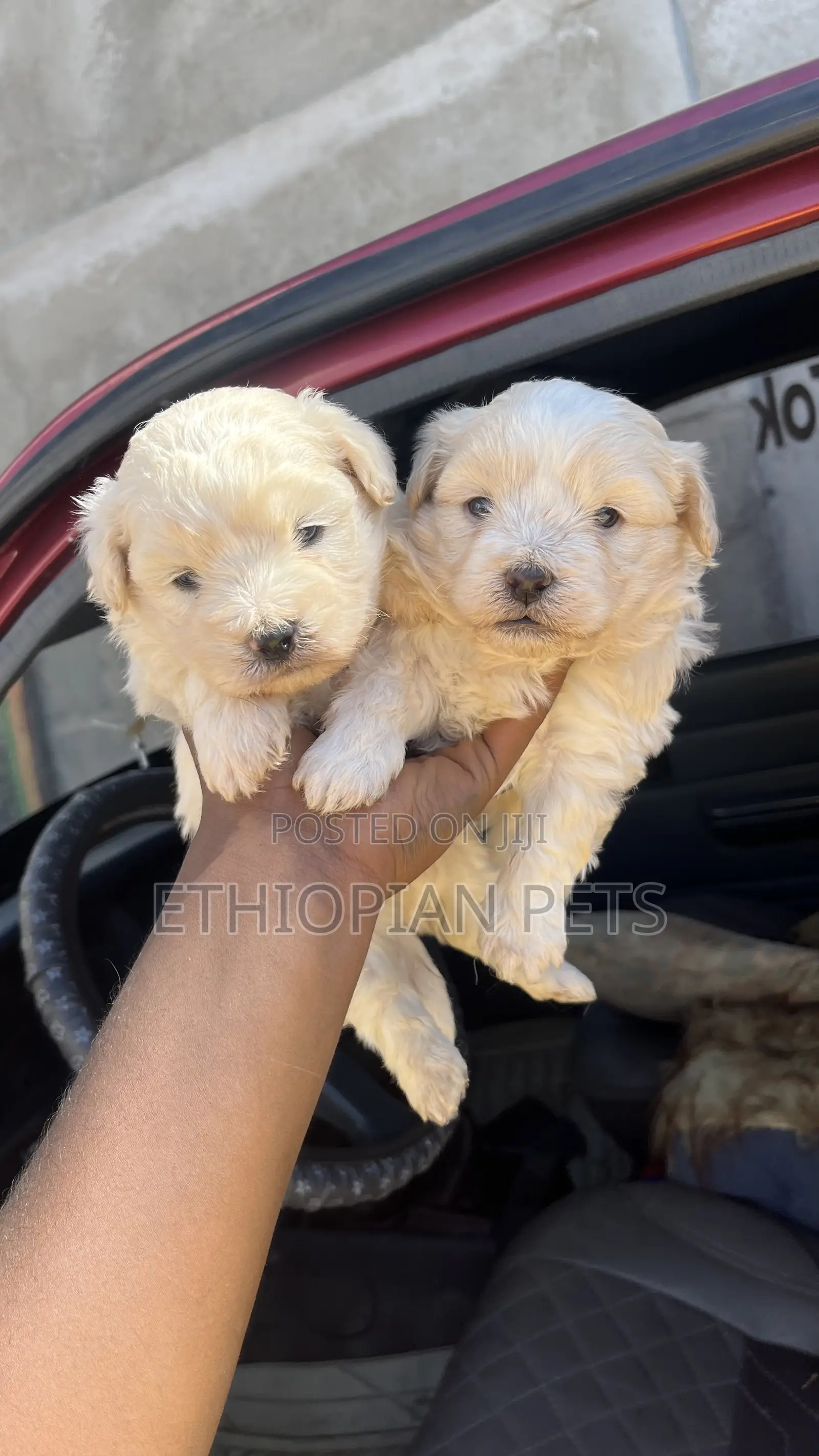 1-3 months Male Purebred Maltese