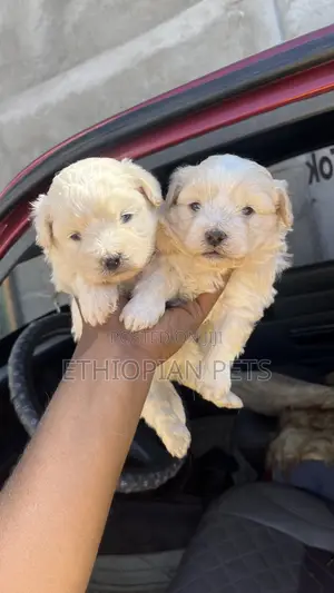 1-3 months Male Purebred Maltese