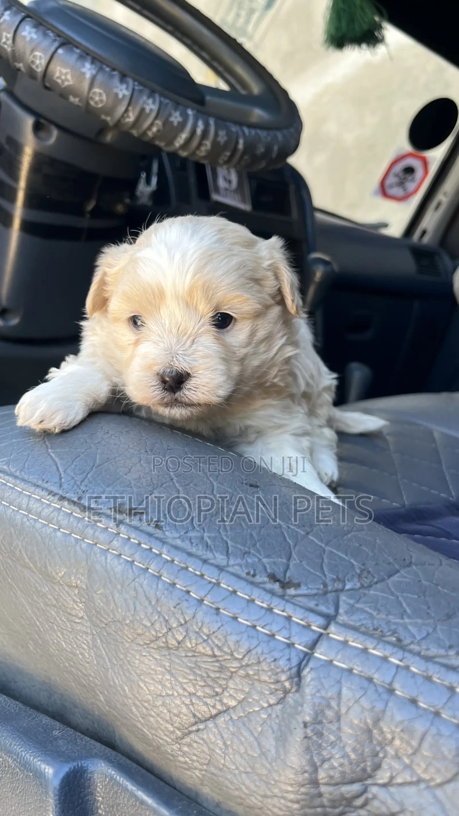 1-3 months Male Purebred Maltese