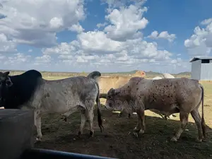 Cattle (Bulls)